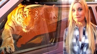 PRANKING WITH A TIGER!!!!