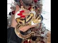 Insane &quot;69&quot; Ball Python #shorts