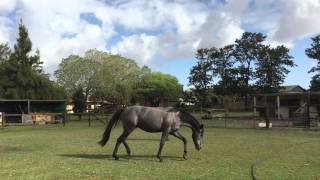 Nero - lunge at liberty