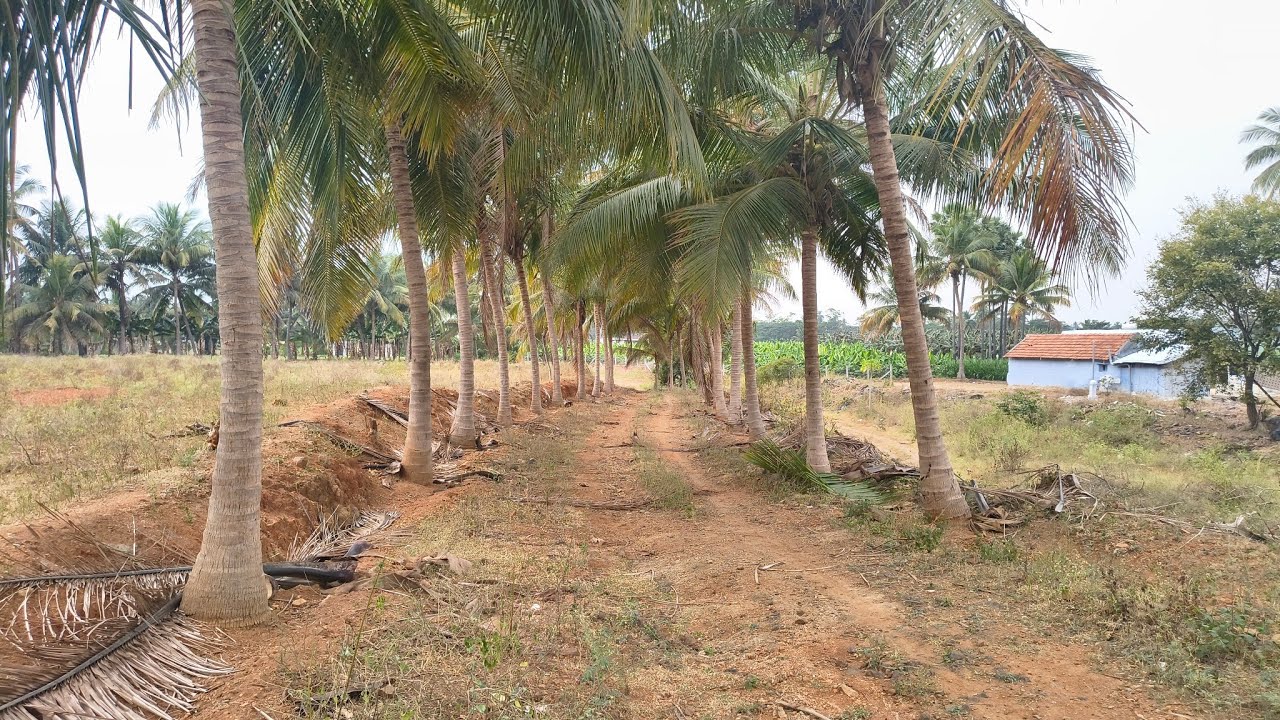 ஈரோடு (மா) கோபி (வ) TN பாளையம் அருகில் 5 ஏக்கர் தோட்டம் விற்பனை 9585376767#agriculture#realeastate 