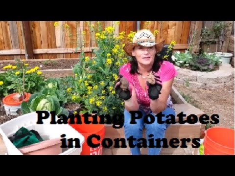Planting Potatoes in Containers