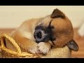 Sleep music for dogs cats  all pets  stress relief anxiety healing music  pet therapy