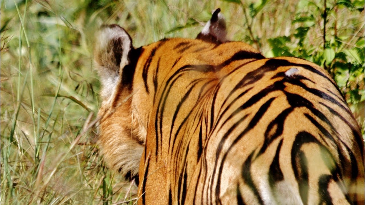 Check out a Tiger who’s stripes spell CAT
