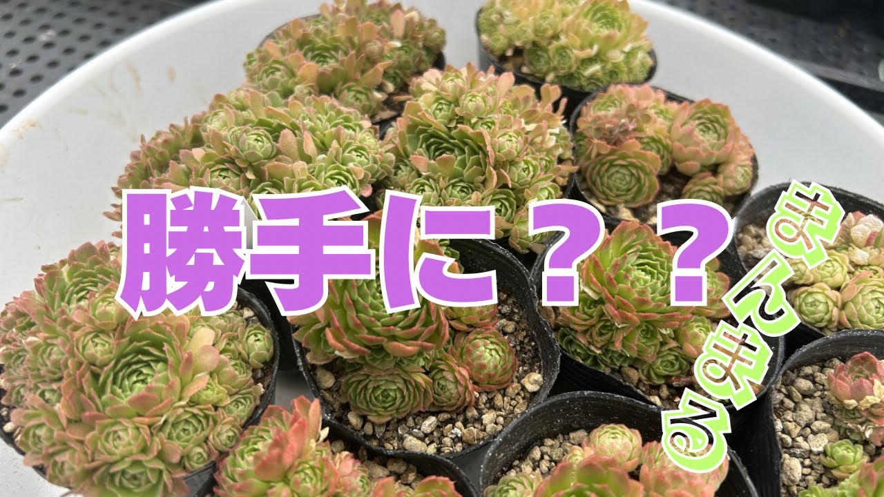 多肉植物】プラティフィラ♪2026年5月27日 - YouTube