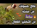 لن يهدأ حسونك ساعة بتبتة و تستسة و نداء أنثى الحسون تخليه يرقص و يغرد بدون توقفطائر_الحسون mp3