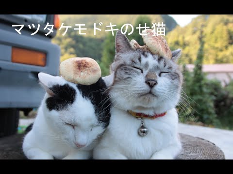 まつたけもどきのせ猫 201009