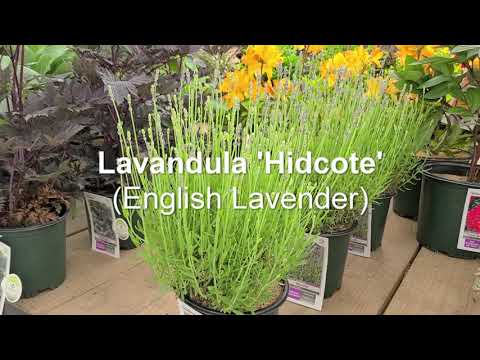 Video: Lavender Hidcote yog dab tsi: Kawm Yuav Ua Li Cas Loj hlob Hidcote Lavender Hauv Lub Vaj