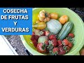 Cosechando frutas y verduras de mi jardinhuerto
