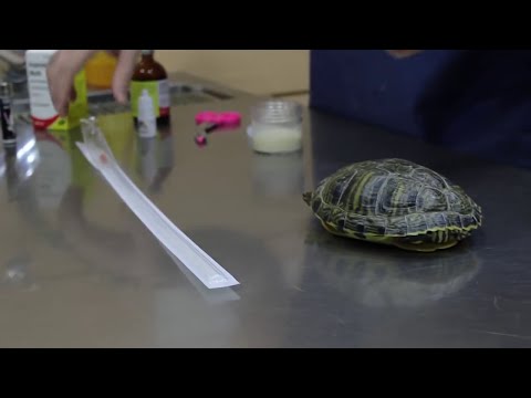 Wideo: Dlaczego żółw Nie Je?