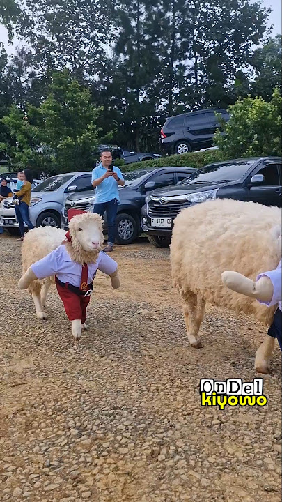 Caca Marica ♡ Lagu mana di mana anak kambing saya ♡ Domba lucu #dombalucu #cacamarica