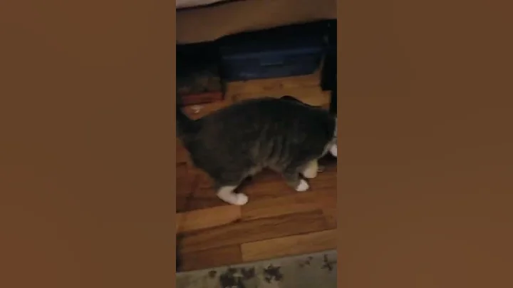 Lily Playing Fetch