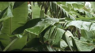 8 Hours Tropical Rainforest Sound 🌴🦥 Rain, Thunder and Birds Sounds for Sleep, Meditation and Study