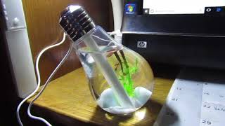 Decorative Light Bulb Humidifier...