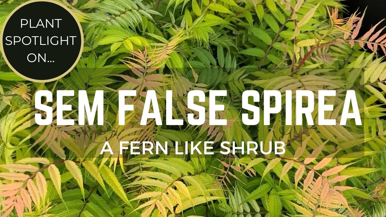 Sem False Spirea Amazing Spring Color Beautiful Shrub with Fern like Foilage Sorbaria Sorbifolia