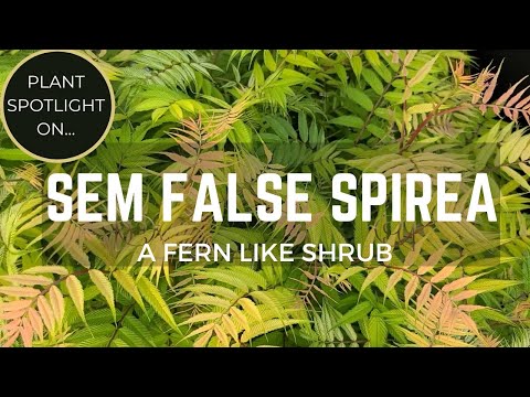 Video: Kaip auginti Sobaria krūmus – informacija apie Sobaria False Spirea