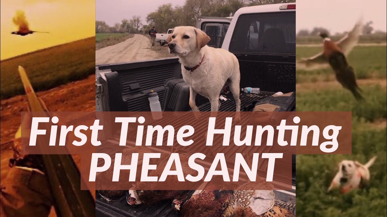 Pheasant Hunting California Public Hunts YouTube