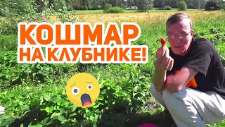 Сбор клубники в Финляндии. Работа на ферме. Мой печальный опыт