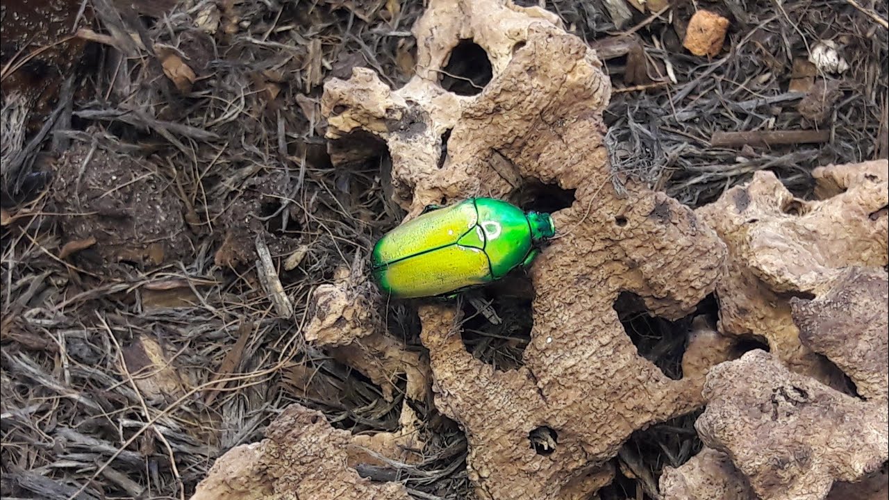An introduction to the Green jewel beetle - YouTube