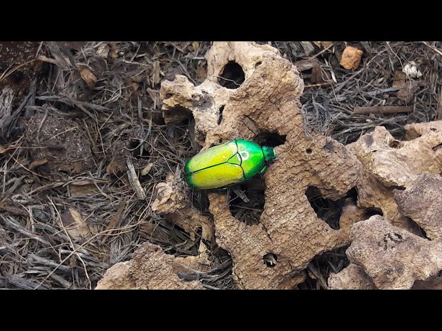 An introduction to the Green jewel beetle - YouTube