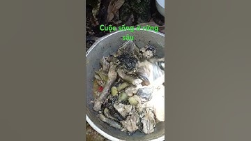 bữa cơm của anh em trong rừng sâu