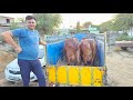 Gir Cow Ravangi Video || Yadav Dairy Farm Patan || 95115-92301