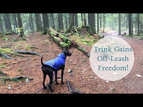 Trink Gains 100% Off-Leash Reliability!