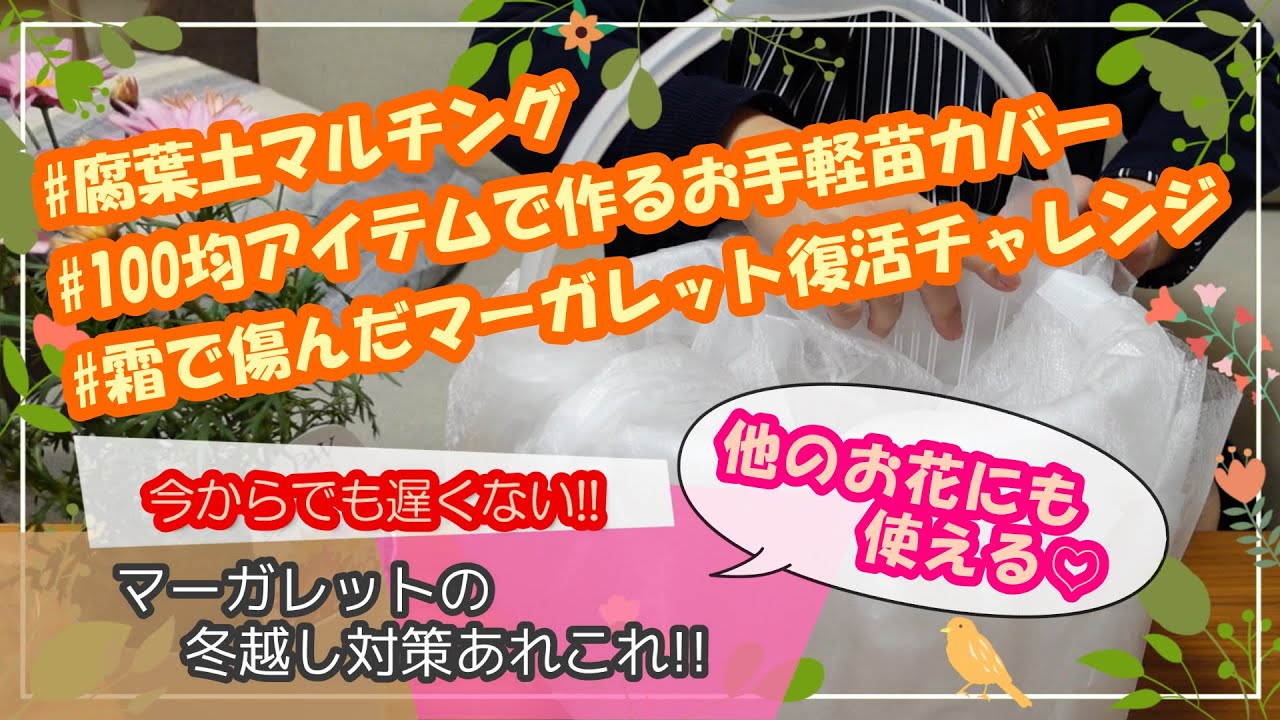 今からでも遅くない マーガレットの冬越し対策あれこれ 腐葉土マルチング 100均アイテムで作るお手軽苗キャップ 霜にあたったお花も応急処置で復活目指します ガーデニング Youtube