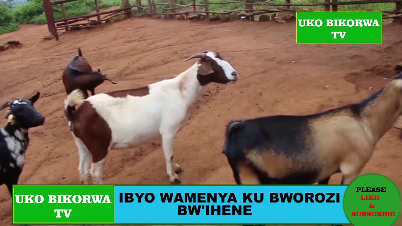 REBA UKO  UBWOROZI BW'IHENE BUKORWA  BY NOEL MANISHIMWE