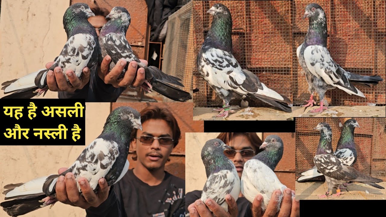 Ye he Asli aur Nasali😱Original Rampuri, 1 Hi Kabootar Se Banai Nasal Wo Bhi Assal🤩Anwar Bhai Ne.🥳