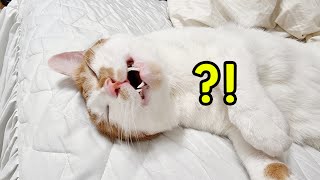 (Fainted?!) The reaction of baby cat who met the blanket monster. by 금수강산Kpetworld 3,798 views 2 years ago 2 minutes, 33 seconds