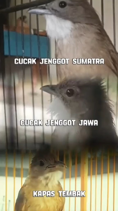 PERBEDAAN SUARA CUCAK JENGGOT SUMATRA X CUCAK JENGGOT JAWA X KAPAS TEMBAK