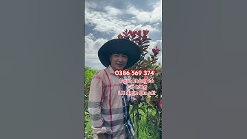 Ổi Dâu Tây ăn tại cây giòn ngọt ngon ít hạt | 0386569374 - Ngọc Ngân Bến Tre | Chuyên cây độc lạ