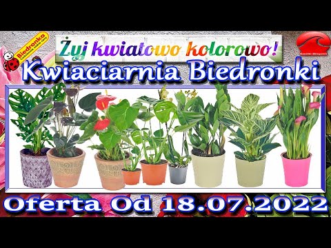 Biedronka | Kwiatowe Inspiracje Biedronki Nowa Oferta Od 18.07.2022 | Kwiaciarnia Biedronki