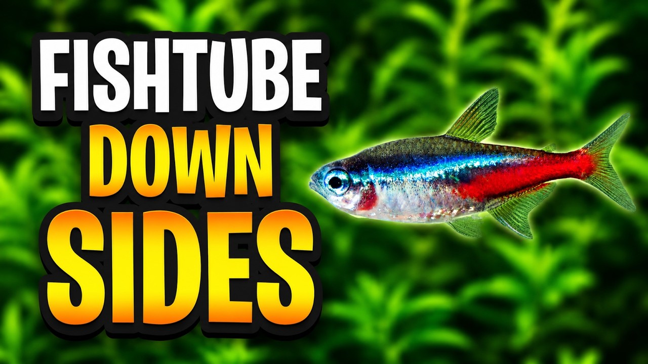 Some Of The Worst Aquarium Advice Comes From Big Channels!