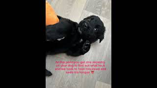 Buying a dog from Craigslist. Buyers remorse