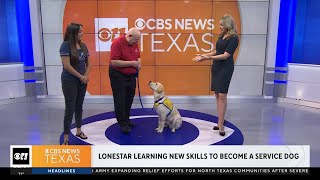 Lonestar learning new skills to become a service dog