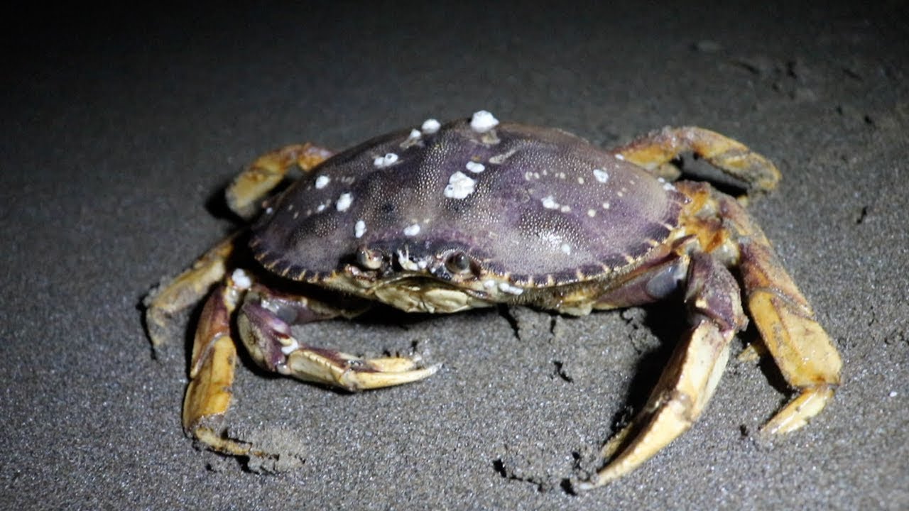 Surf Fishing & Crabbing on the Oregon Coast! 