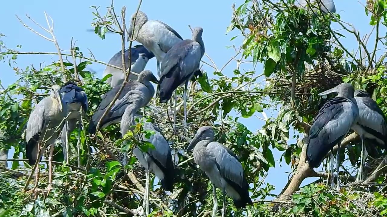 Natural habitat for many cranes in area#bird #birdhome 