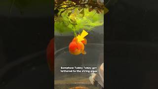 Tubby Tobey Got Stuck In The String Algae