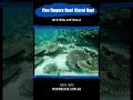 Five Fingers Reef (Coral Bay), Western Australia #westernaustralia