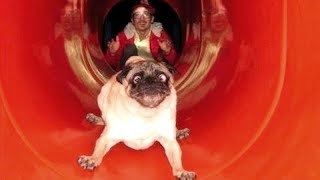 These Dogs On Slides Are The Funniest Thing Of The Day!