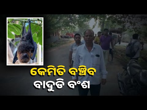 ହଜାର ହଜାର ବାଦୁଡିଙ୍କ ଜୀବନ ଏବେ ବିପଦରେ, ଚିନ୍ତାରେ ଗାଁ ଲୋକେ