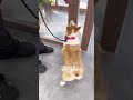 #강아지지니#울산애견미용#울산웰시코기#하트핑🤍