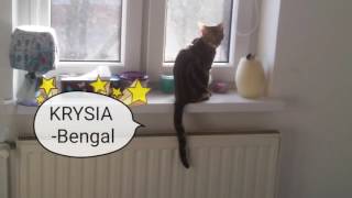 Kot bengalski,  rosyjski niebieski i amstaff=miłość by Koci behawiorysta 2,763 views 7 years ago 57 seconds