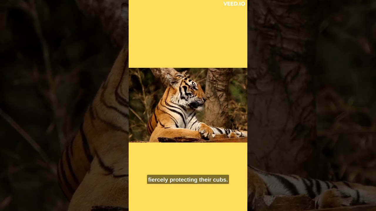 Save The Tigers: Preserving the Majesty of the Wild 