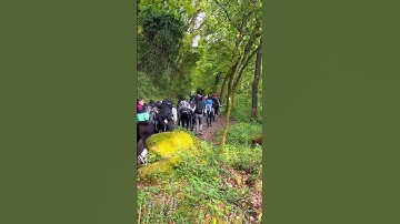 Walking the Final 100 km French Way to Camino de Santiago