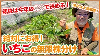 孝イチロー苗 How to divide strawberries infinitely in your home garden in June