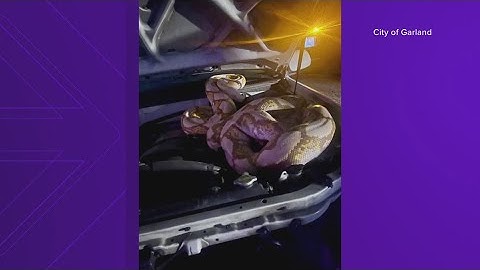 Garland animal control captures 15-foot Python despite 