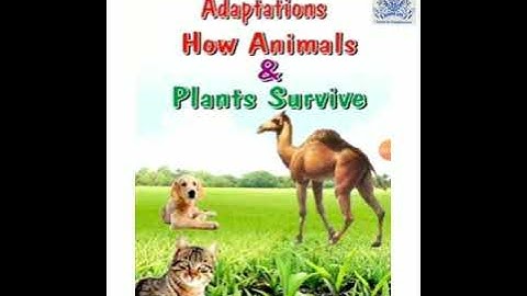 STD 4 SCIENCE CH-3 ADAPTATION IN PLANTS | PART-1