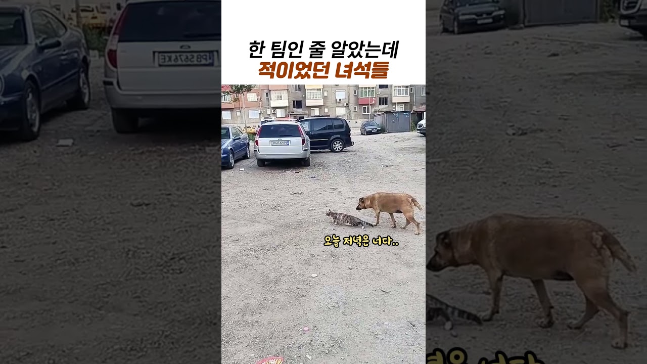 고양이랑 비둘기 사냥하는 줄 알았는데..동상이몽 개와 고양이 #강아지 #고양이 #개와고양이